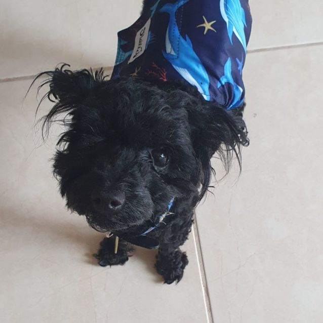 Photo of Barnaby 