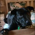 Photo of Buddy