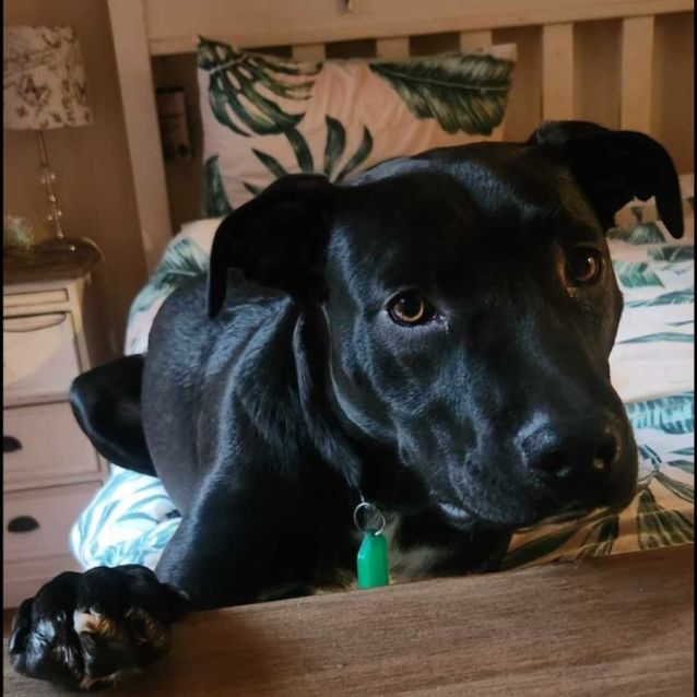 Photo of Buddy 
