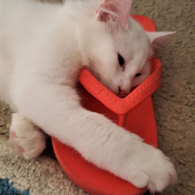 Photo of Higgins ^^Dandy Cat Rescue^^