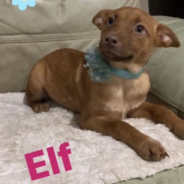 Photo of Elf