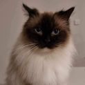 Photo of Mocha