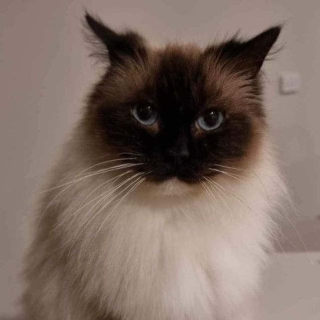 Photo of Mocha