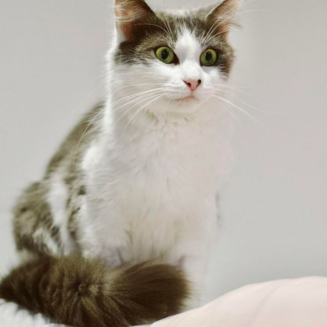 Photo of 💜 Oakley 💜