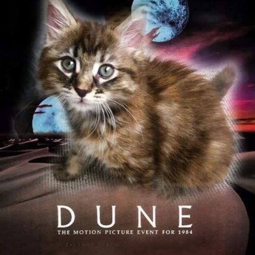 Dune