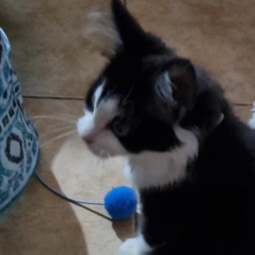 Millie meet me@petstock keysborough store 