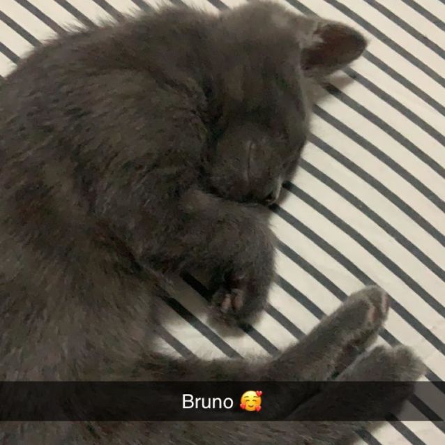 Photo of Bruno