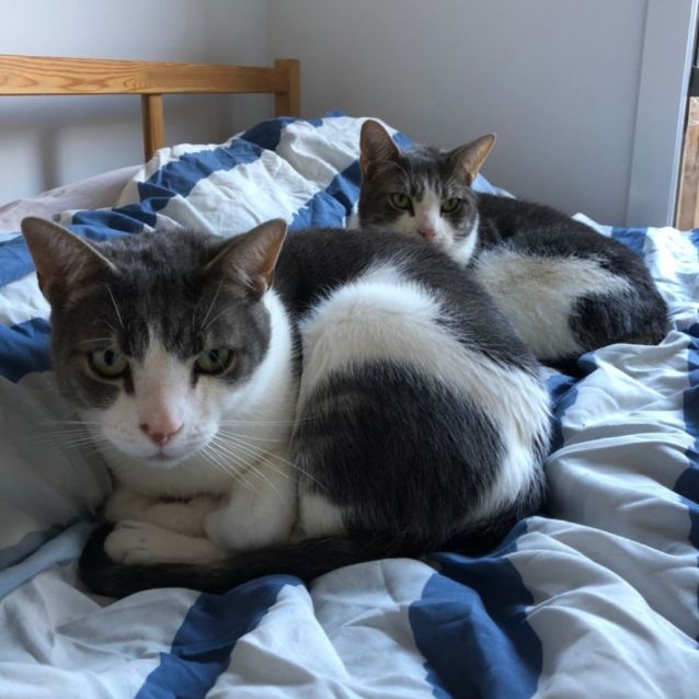 Photo of Purry And Alfie