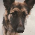 Photo of C04393 🌻Bella 🌻