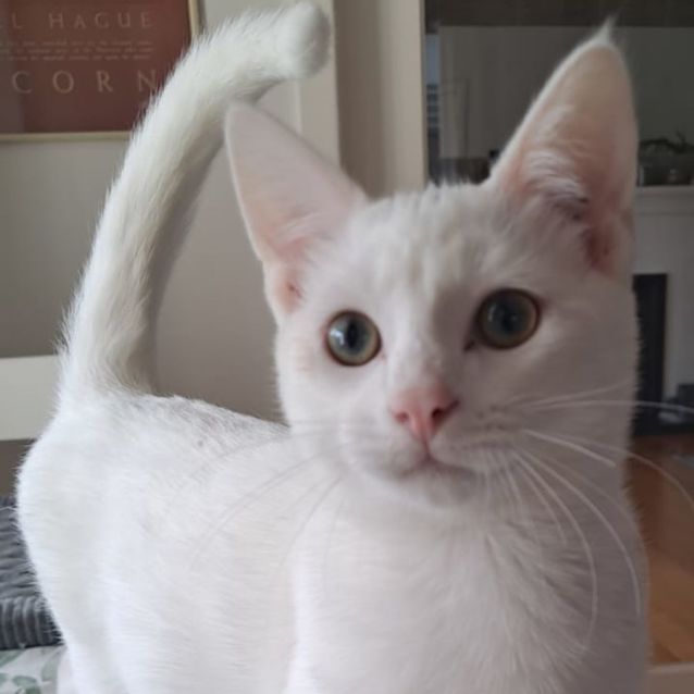 Photo of Adora & Aladdin