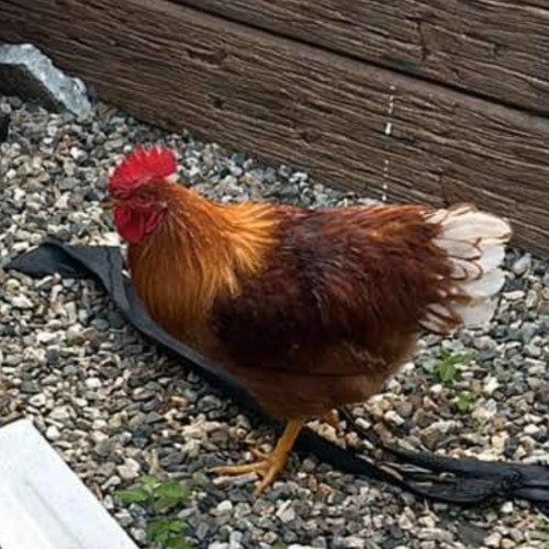Muffin the Rooster