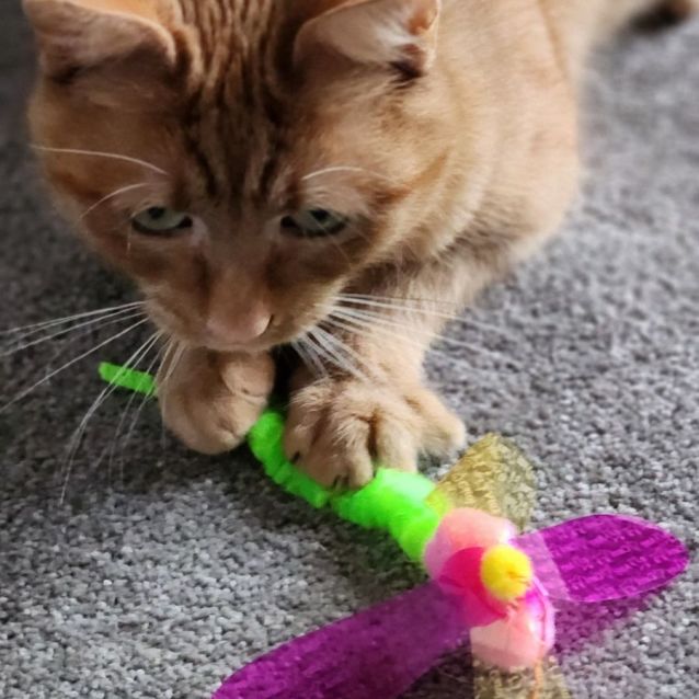 Photo of Aquaria ^^Dandy Cat Rescue^^