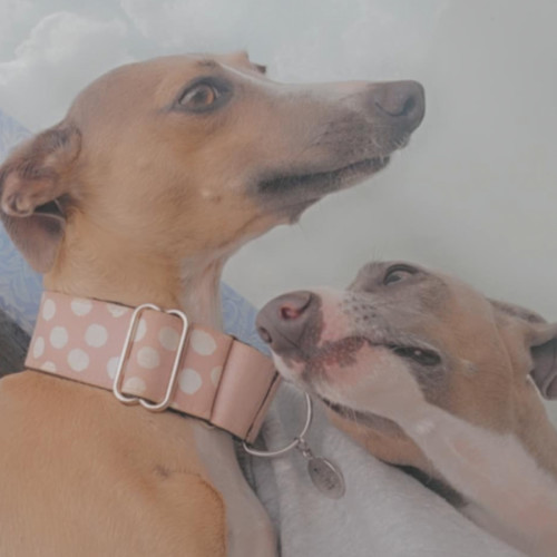 Lupin & Twiggy - Bonded Pair