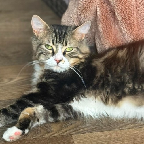 Luka *9 Lives  Project Rescue*