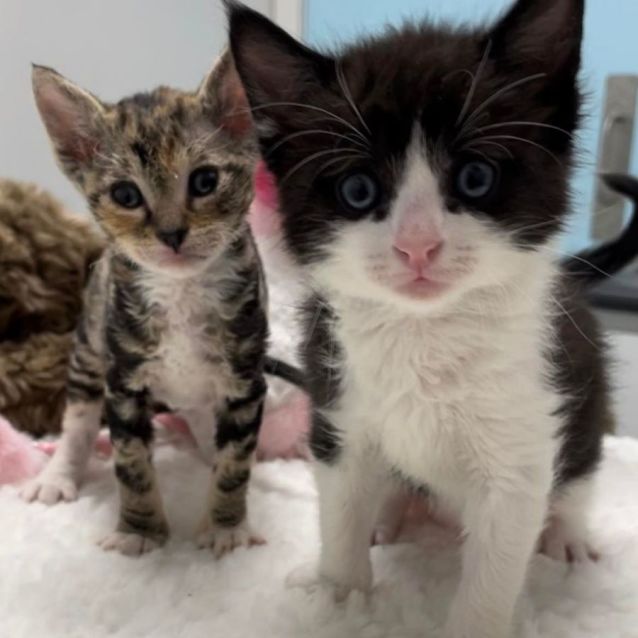 Photo of Felix & Nala