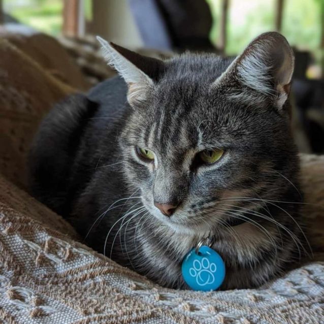 Photo of Nam Nam ** 2nd Chance Cat Rescue**