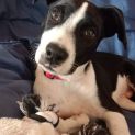 Border collie bullmastiff mix clearance