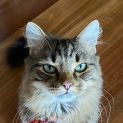 Photo of Ollie Located In Preston