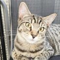 Photo of Kim **2nd Chance Cat Rescue**