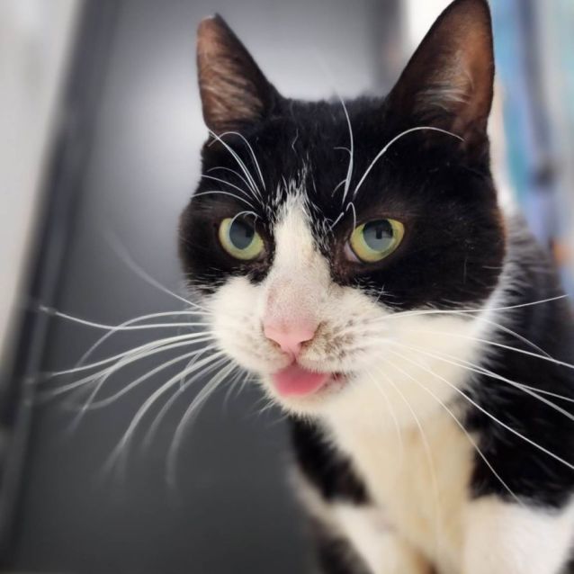 Photo of Nibbler (Located In Lynbrook)
