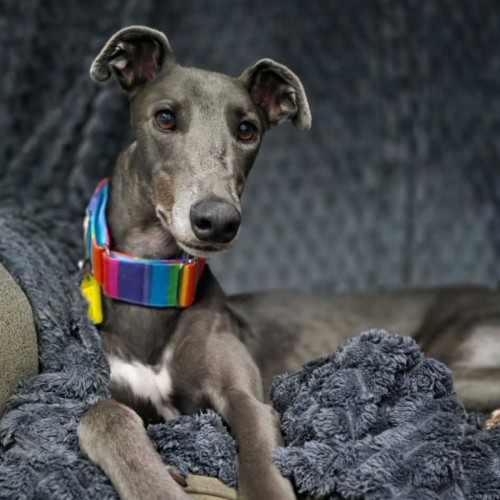 George, the greyhound