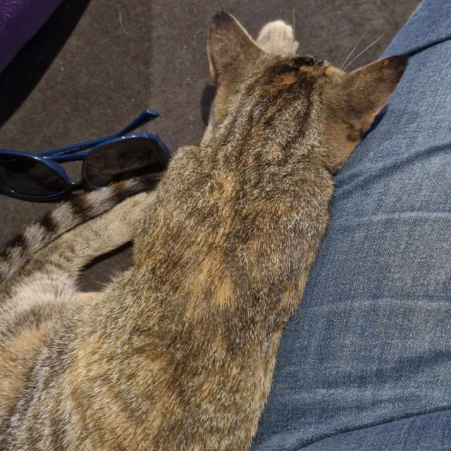 Photo of Chloe 🦋🐈