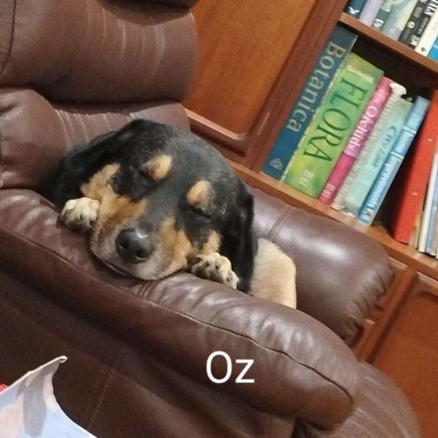 Photo of Sookie And Oz 💕