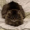 Photo of Cleo