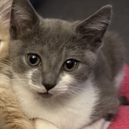 Louey meet me@petstock carrum downs 