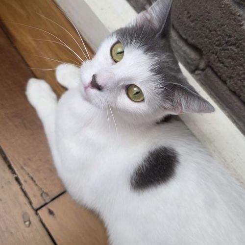No photo for Twinkle
