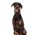 Photo of Mr. H. A. Dobermann Esq.