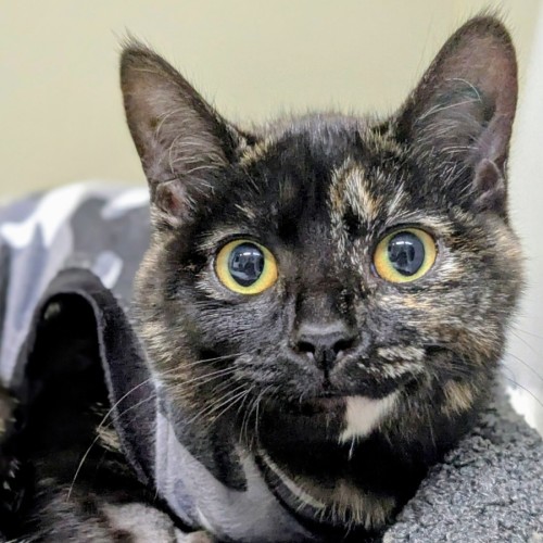 🍏 Dimple 6431 🍏