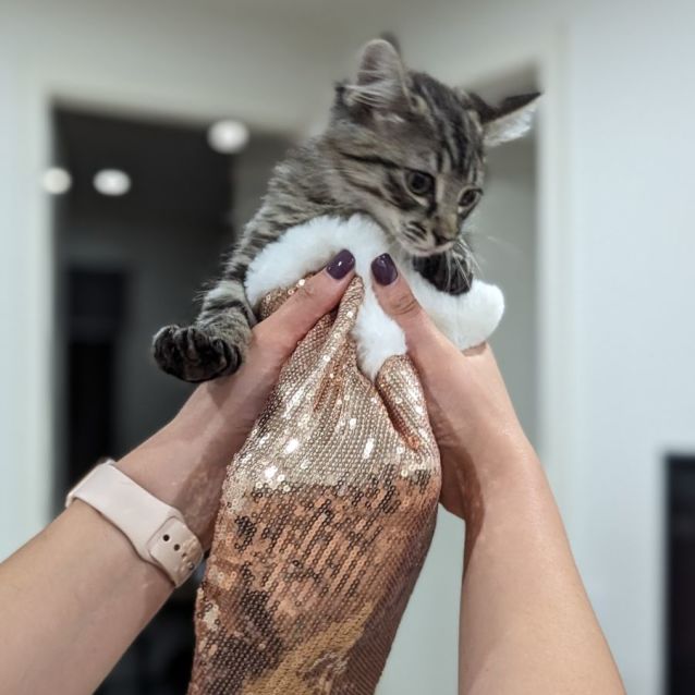 Photo of Olivia ^^Dandy Cast Rescue^^