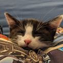 Photo of Slinky