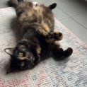 Photo of Luna