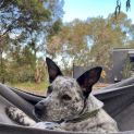 Photo of Dottie 🌼