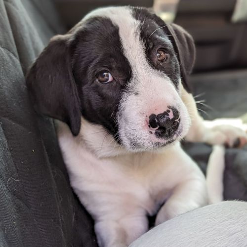 Murphy