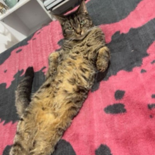 Cee Cee *9 Lives Project Rescue*