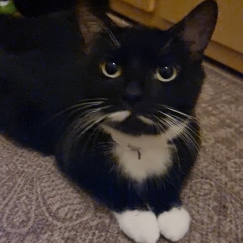 No photo for Muffin