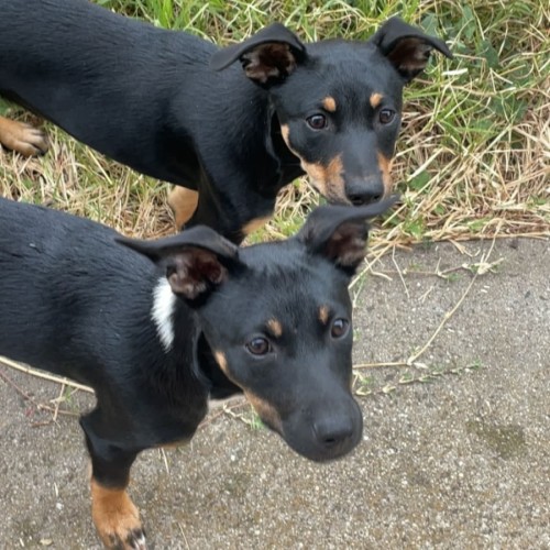 No photo for Chop And Zara