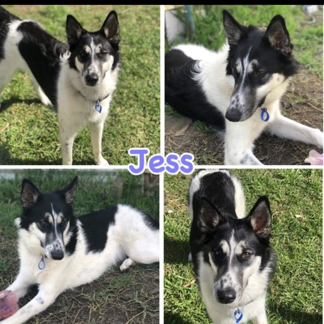 Jess Medium Female Borzoi Russian Wolfhound x Husky Mix