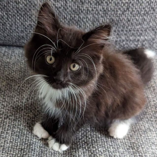 Photo of Peanut