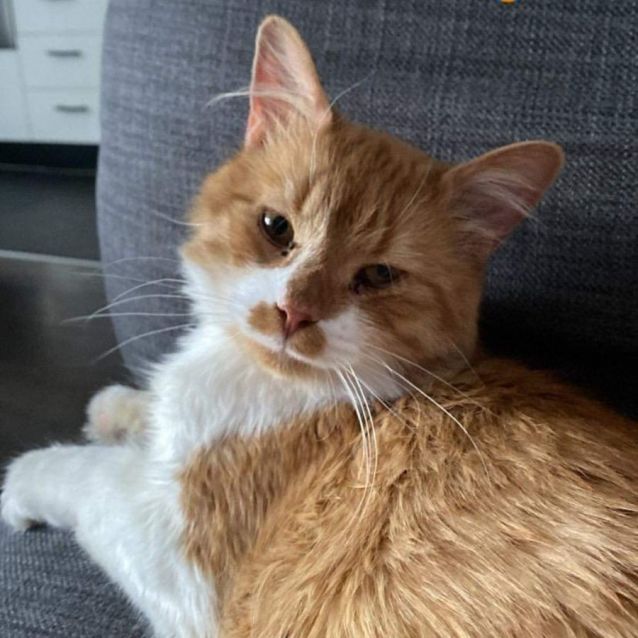 Photo of Cheddar 🧀🧡