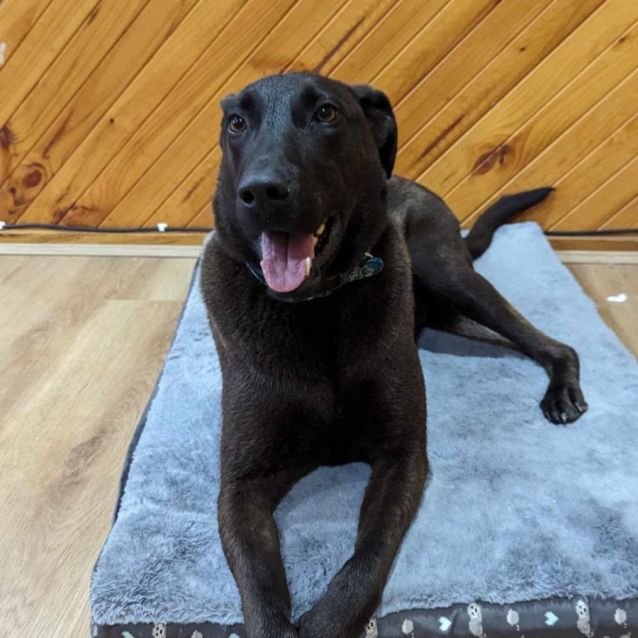 Photo of Moose