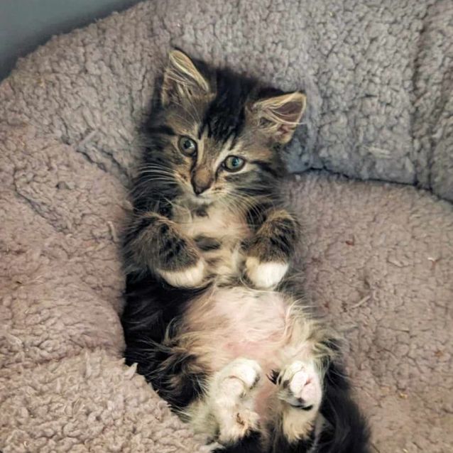 Photo of Rambutan ** 2nd Chance Cat Rescue**