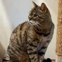 Photo of Sahra