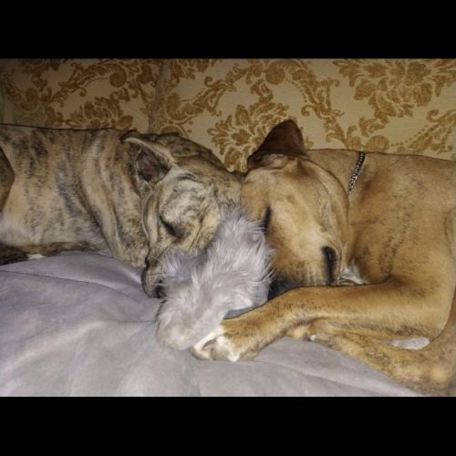 Sarge and Rhani ❤️