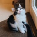 Photo of Crinkle