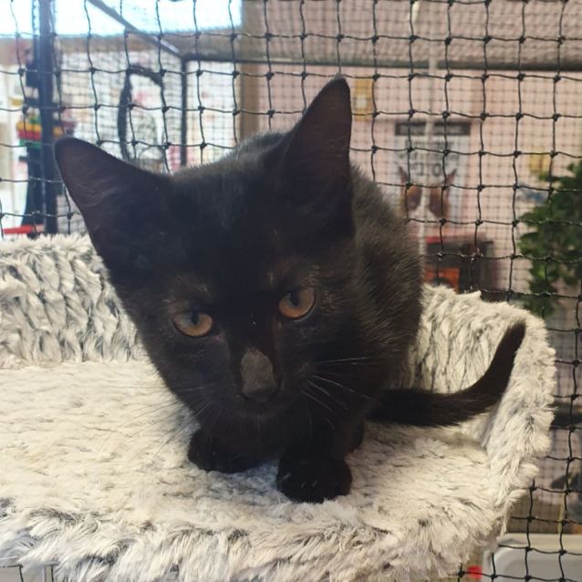 Photo of Slinky Malinky