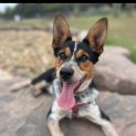 Photo of Layla